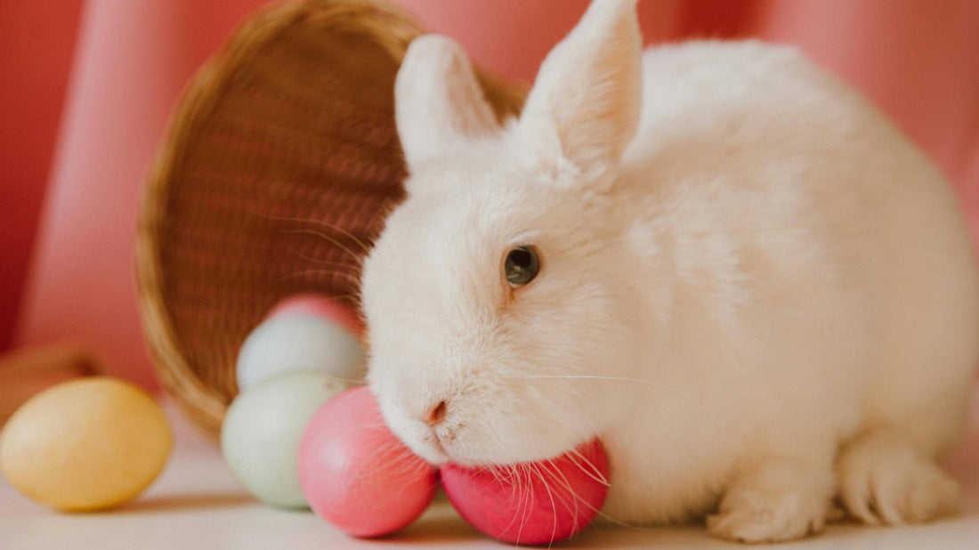 Puzzle: This Bunny Won't Sit Still